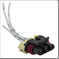 FLOR-01573